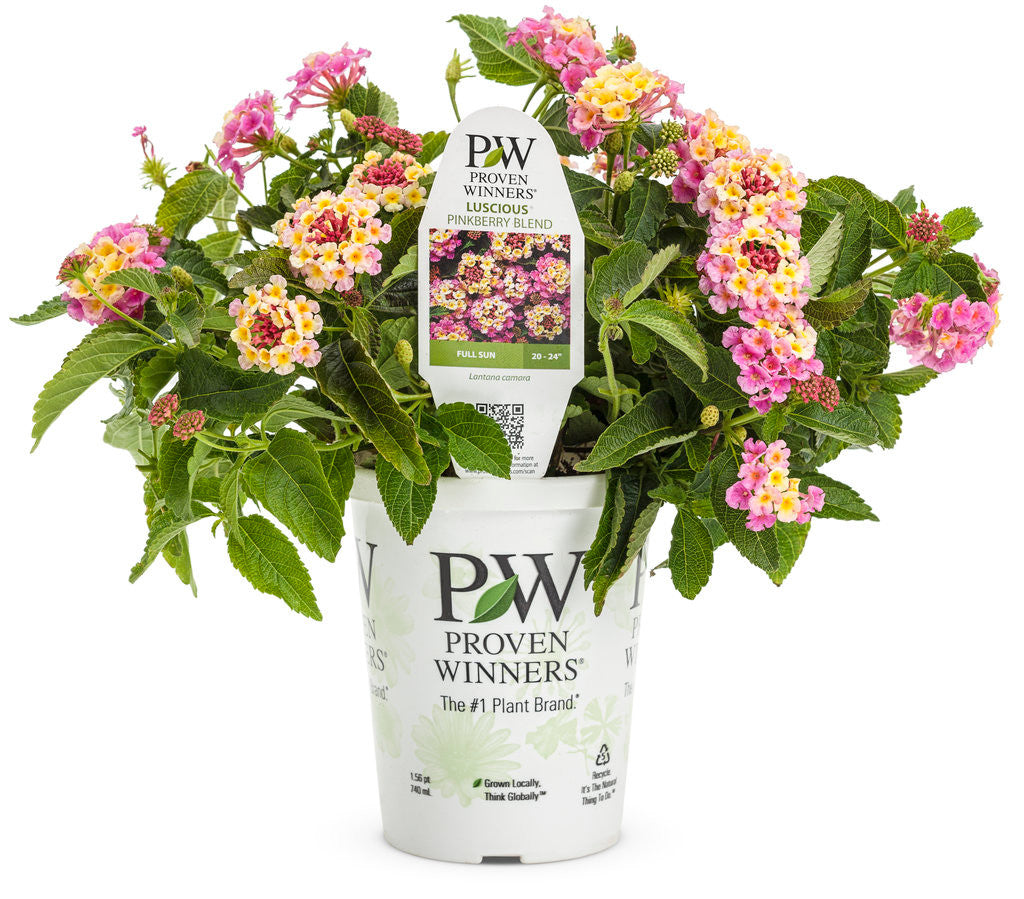 Lantana camara 'Luscious® Pinkberry Blend™' in grower pot