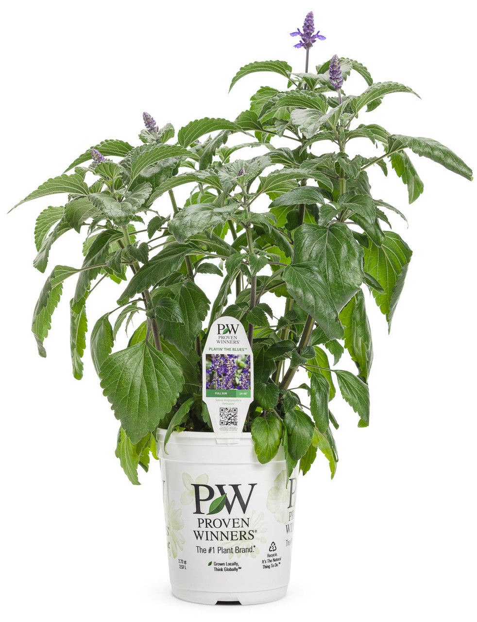 Salvia 'Rockin'® Playin' the Blues®' in grower pot