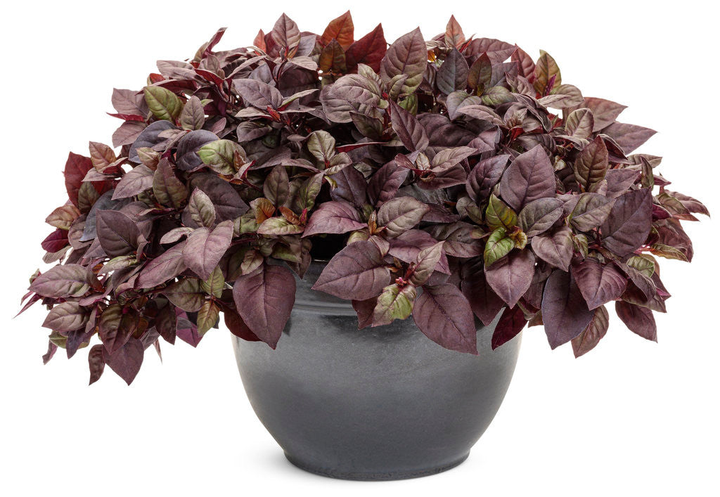 Alternanthera hybrid 'Proven Accents® Plum Dandy™' in decorative pot
