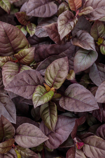 Alternanthera hybrid 'Proven Accents® Plum Dandy™'
