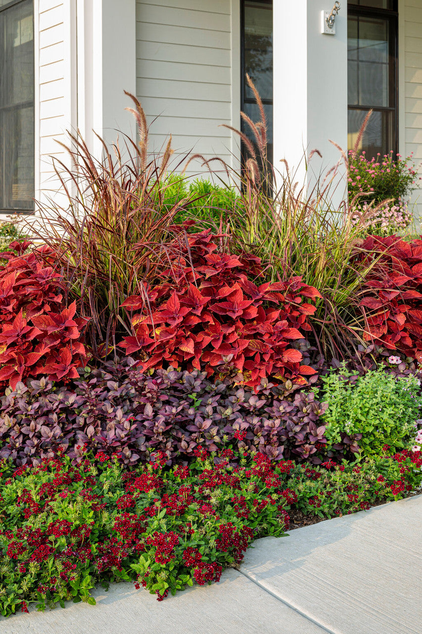 Alternanthera hybrid 'Proven Accents® Plum Dandy™'