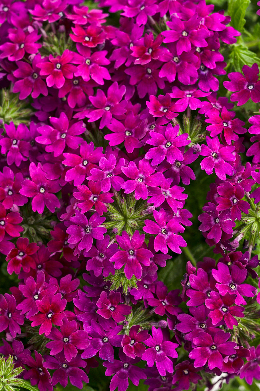 Verbena hybrid 'Superbena Royale® Plum Wine'