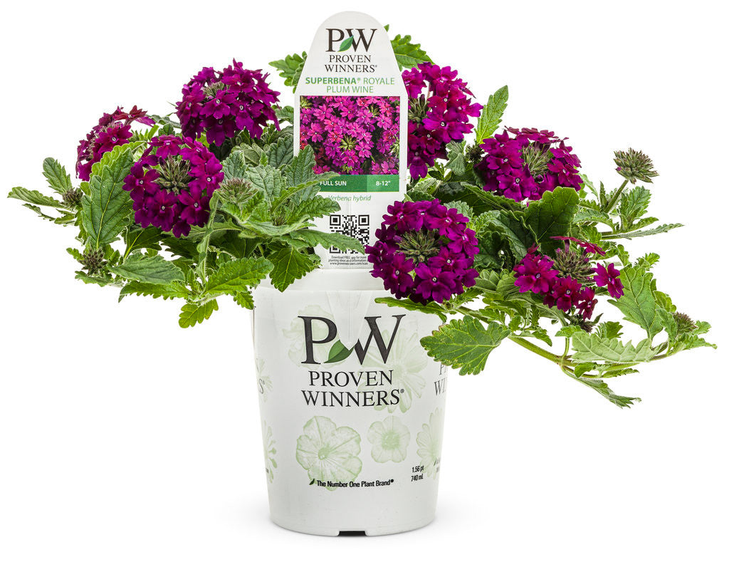 Verbena hybrid 'Superbena Royale® Plum Wine' in grower pot