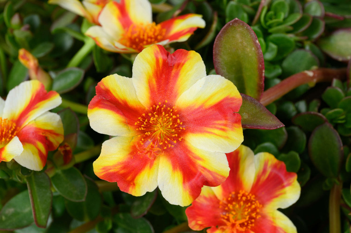 Portulaca oldracea 'Mega Pazzaz™ Papaya Twist'