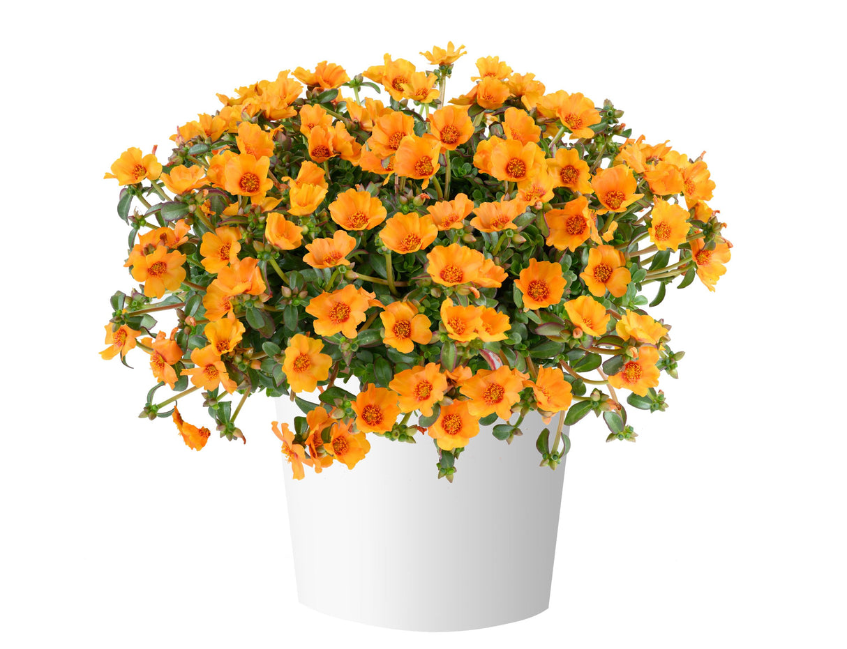 Portulaca oldracea 'Mega Pazzaz™ Papaya Twist'