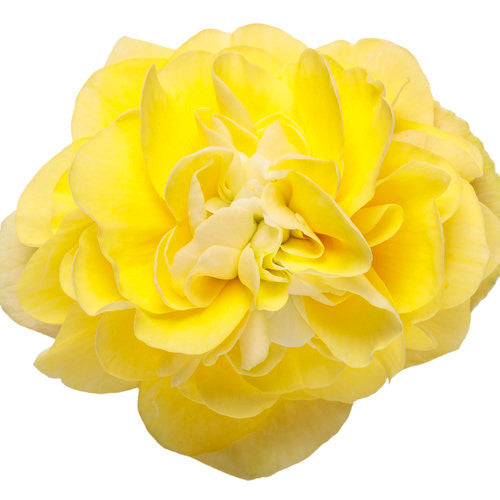 Begonia x hybrid 'Double Delight™ Primrose' flower