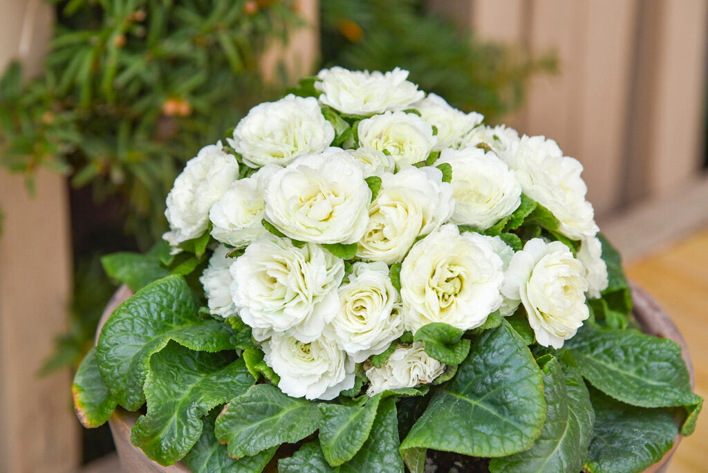 Primula Vulgaris Bouquet Perfect™ Spearmint