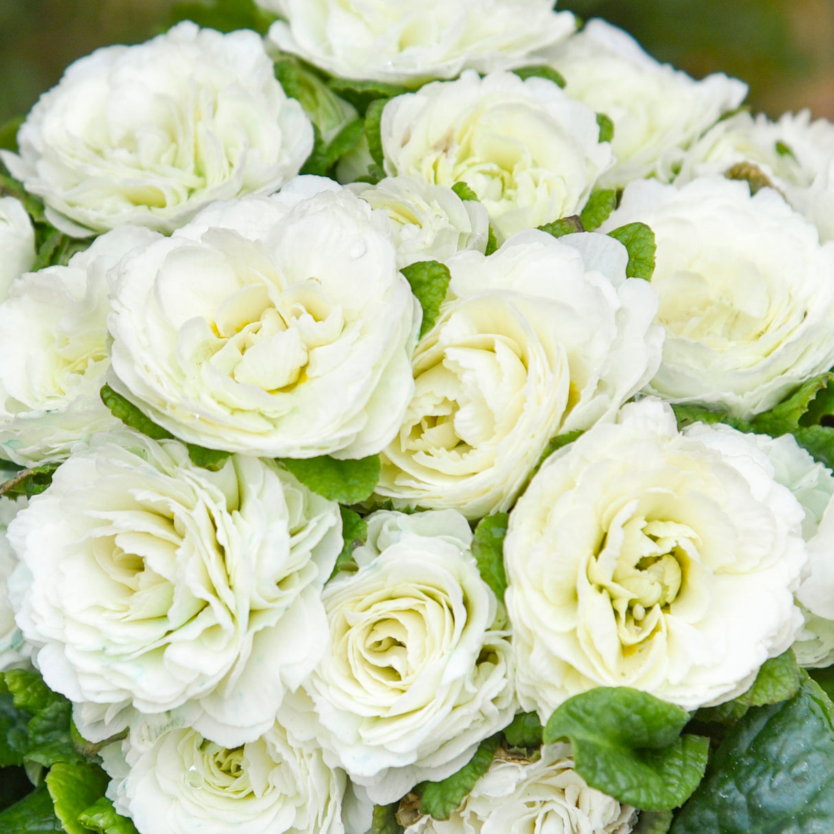 Primula Vulgaris Bouquet Perfect™ Spearmint
