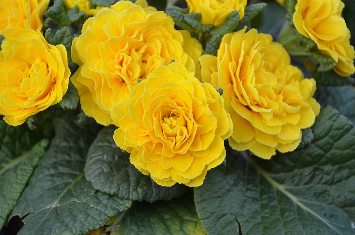 Primula PRIMA BELARINA® 'Spring Sun'