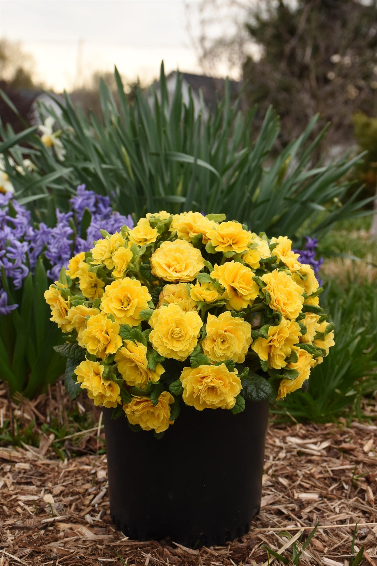 Primula PRIMA BELARINA® 'Spring Sun'