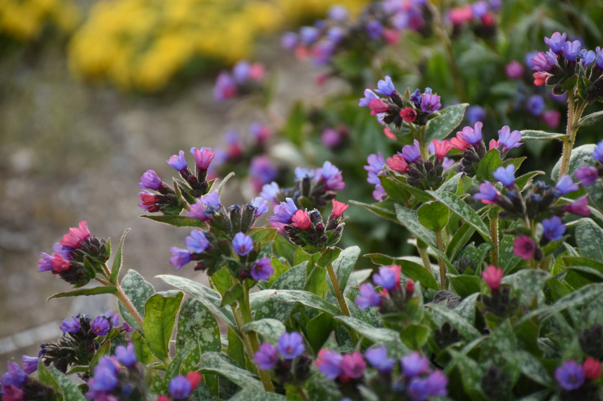 Pulmonaria 'Spot On'
