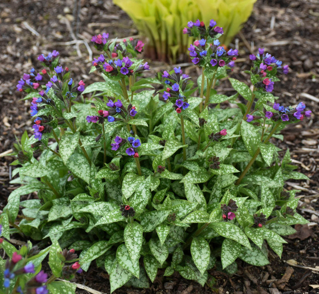Pulmonaria 'Spot On'