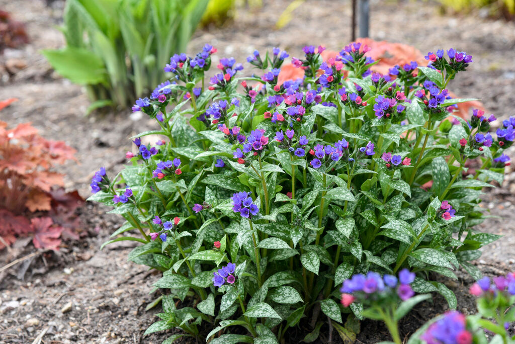 Pulmonaria 'Spot On'