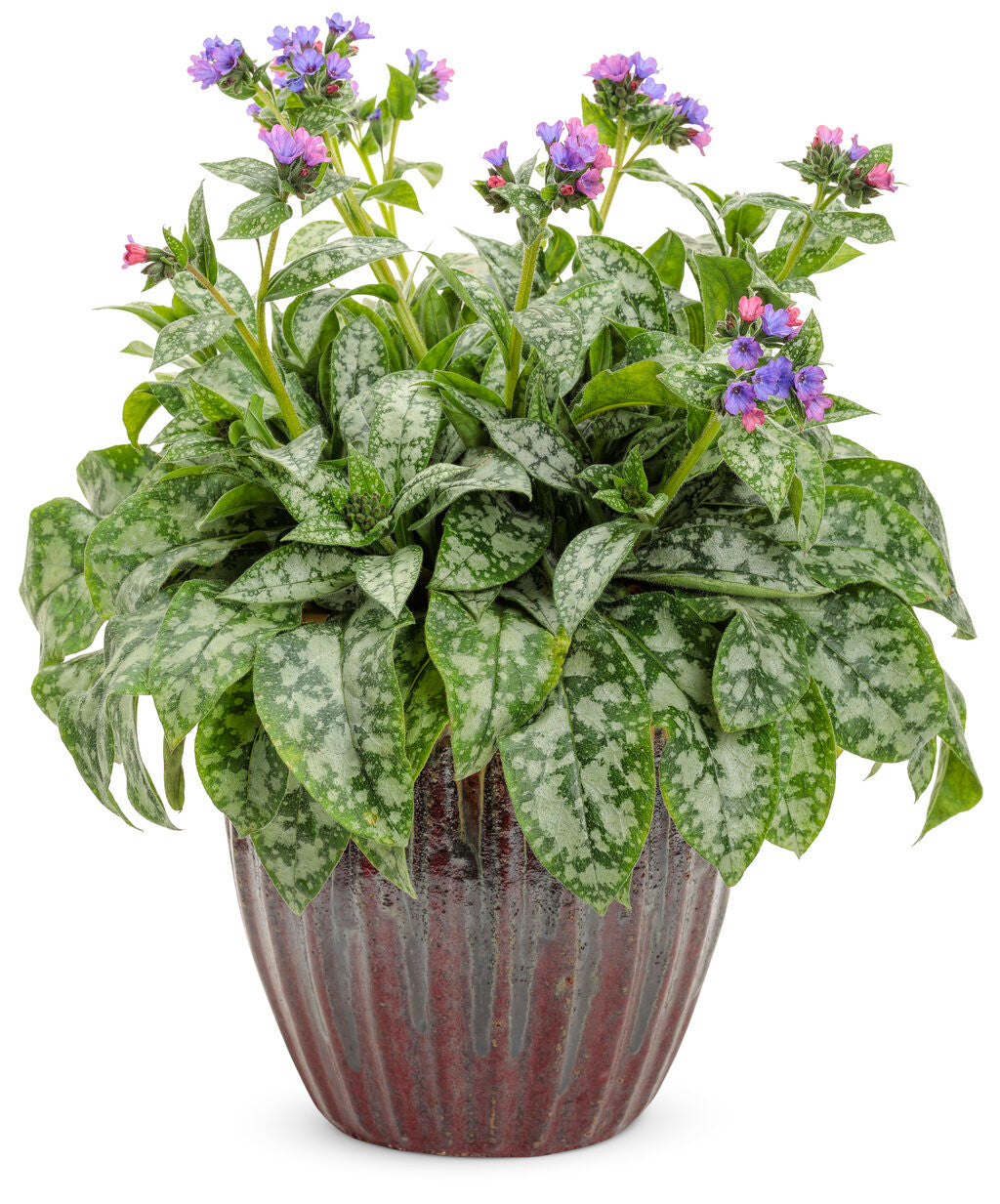 Pulmonaria 'Spot On'