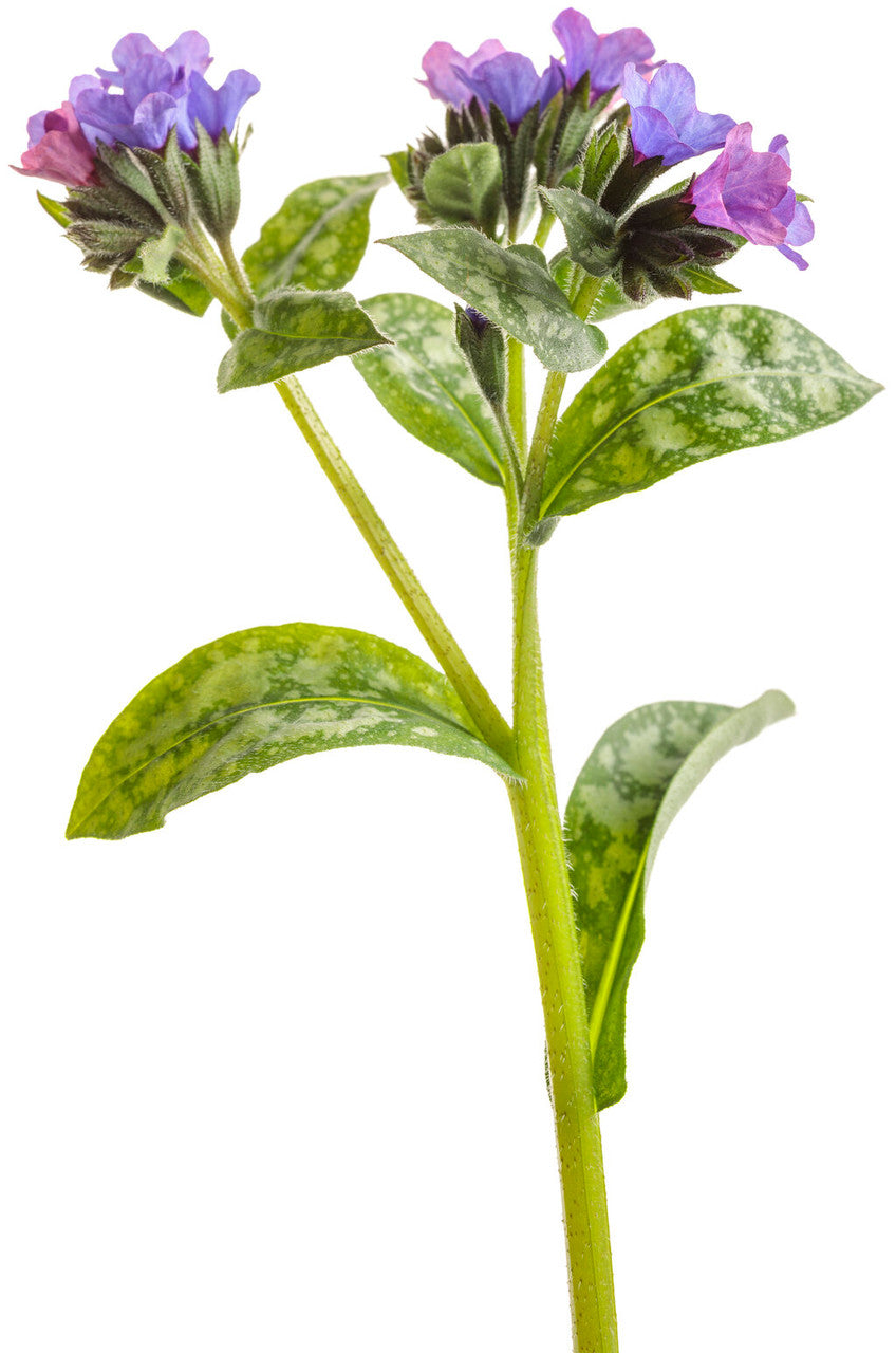 Pulmonaria 'Spot On'