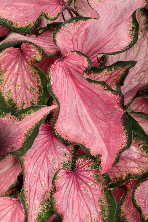 Caladium hortulanum Heart To Heart 'Va Va Violet'