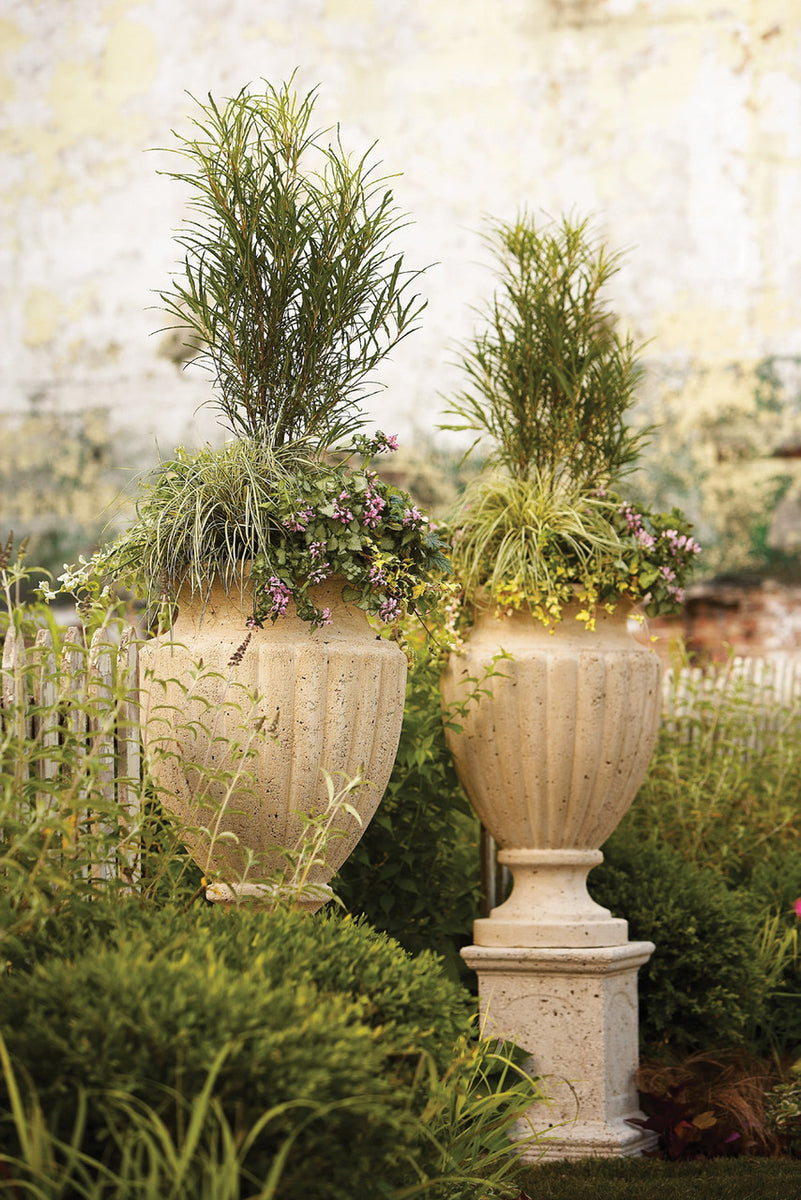 Rhamnus frangula 'Fine Line®' – Romence Gardens & Greenhouses