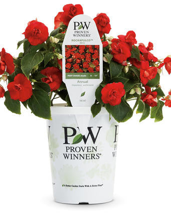 Impatiens walleriana 'Rockapulco® Red'