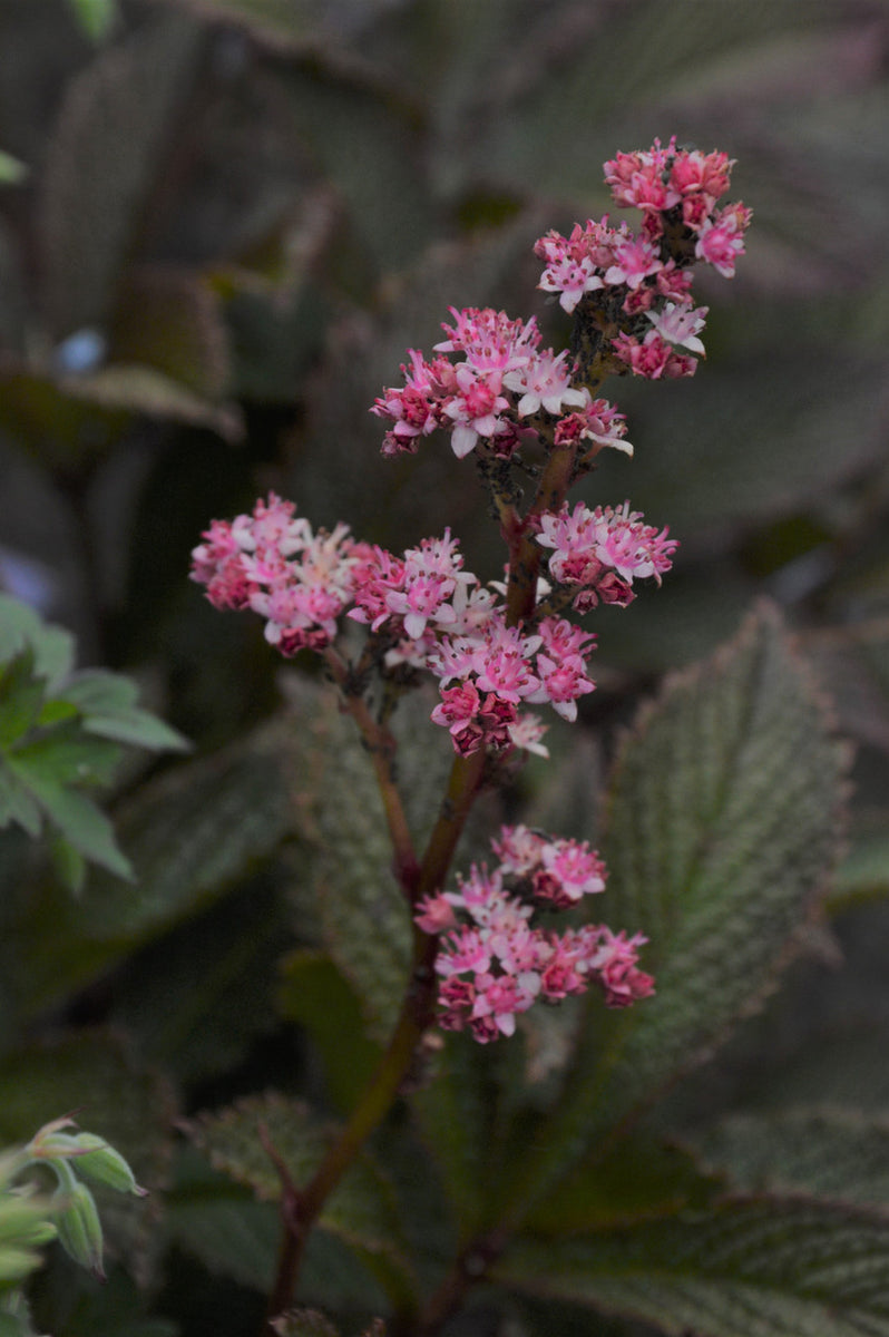 rodgersia plants Rodgersia pinnata 'Superba'