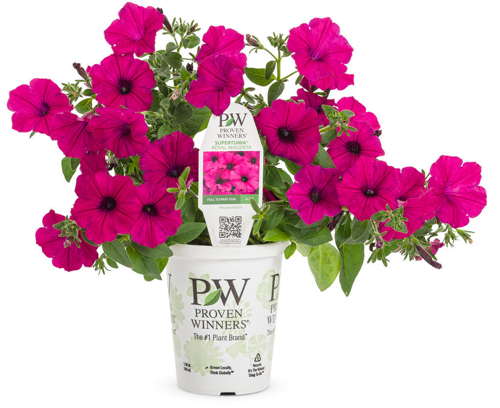 Petunia hybrid 'Supertunia® Royal Magenta®' in grower pot