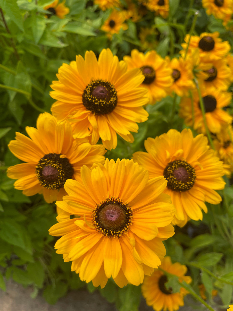 Rudbeckia hirta 'Dakota™ Double Gold'