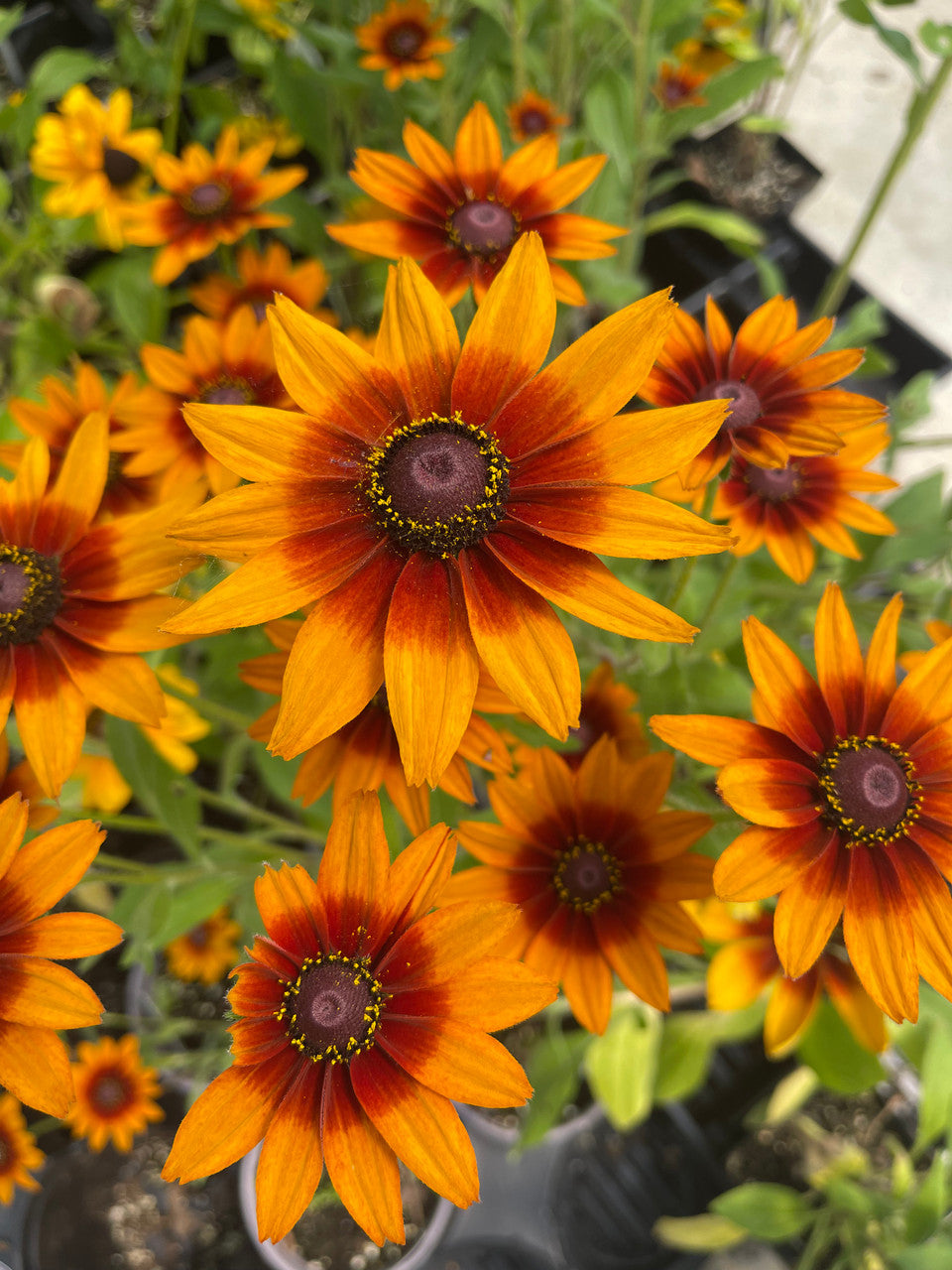 Rudbeckia hirta 'Dakota™ Red Shield'
