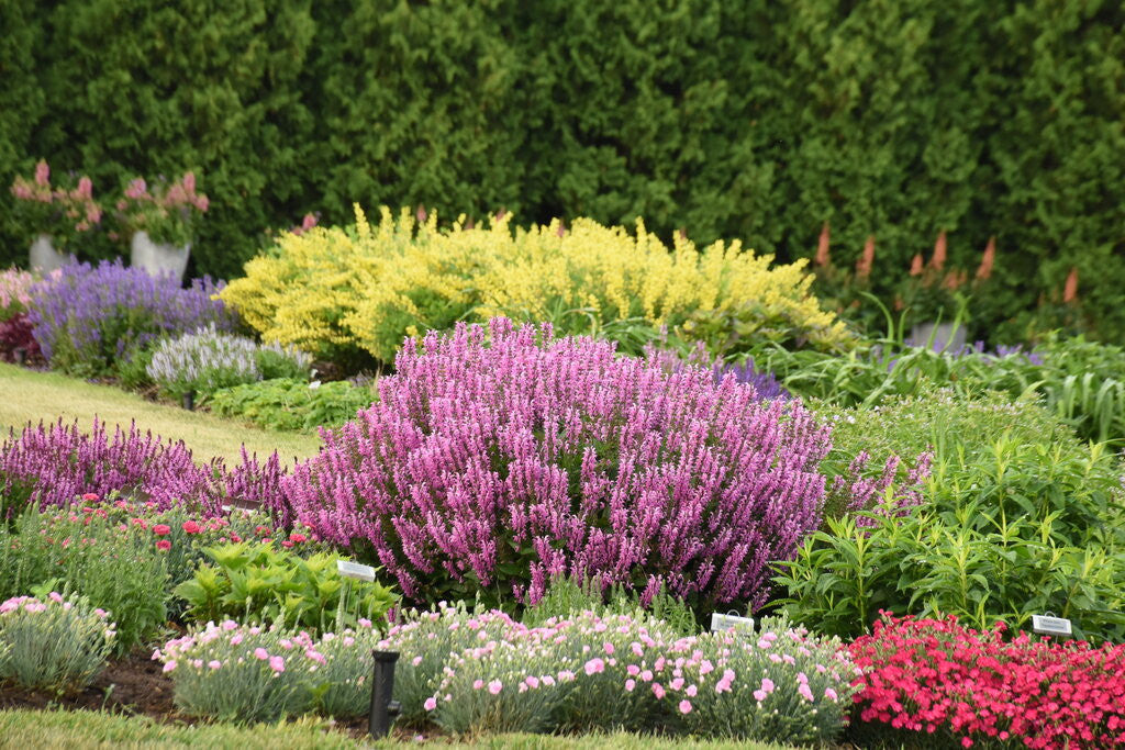 Salvia COLOR SPIRES® 'Back to the Fuchsia'