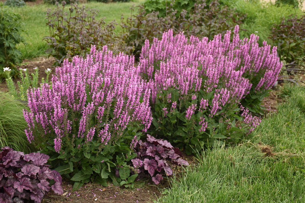Salvia COLOR SPIRES® 'Back to the Fuchsia'