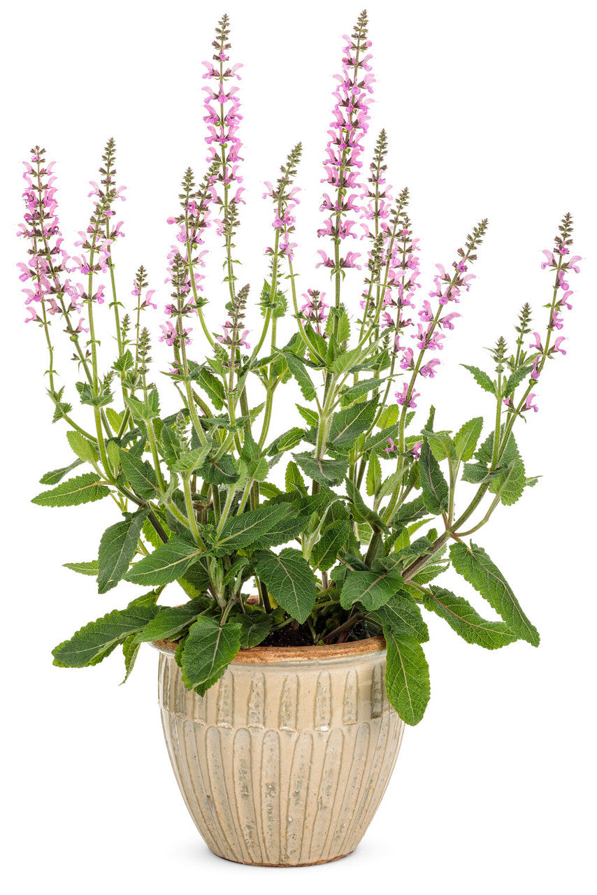 Salvia COLOR SPIRES® 'Back to the Fuchsia'