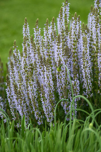 Salvia Nemorosa 'perfect Profusion' – Romence Gardens & Greenhouses