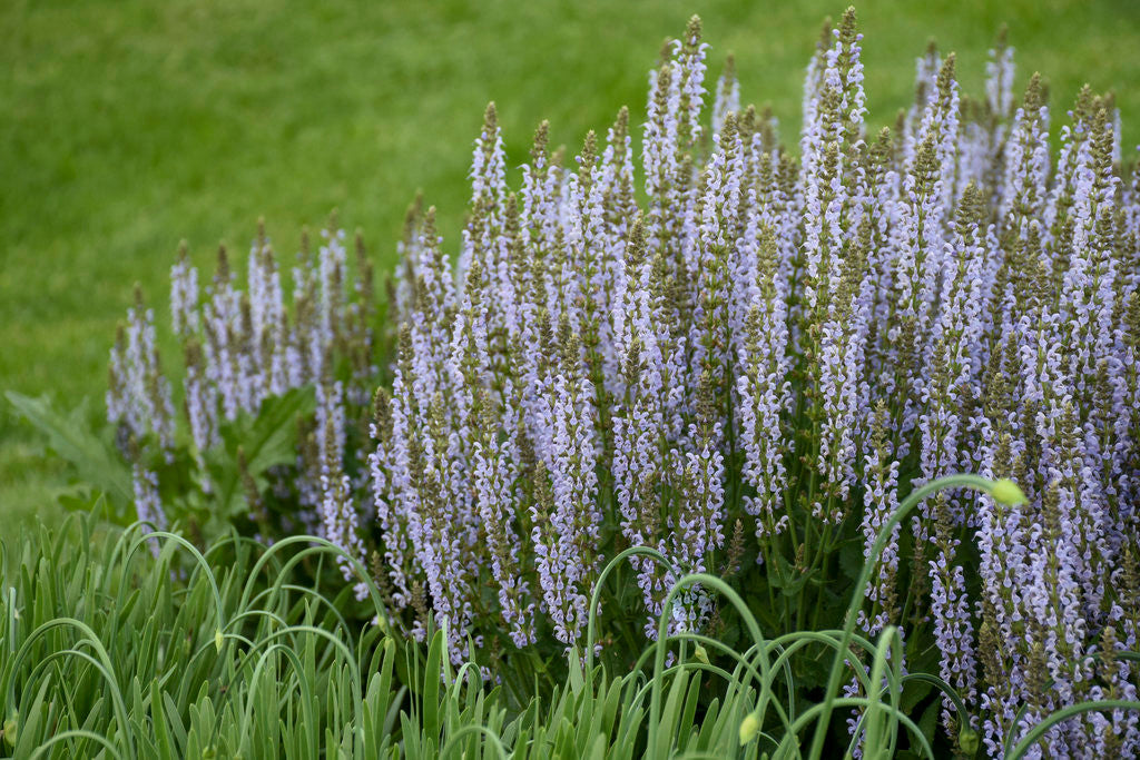 Salvia nemorosa 'Perfect Profusion'