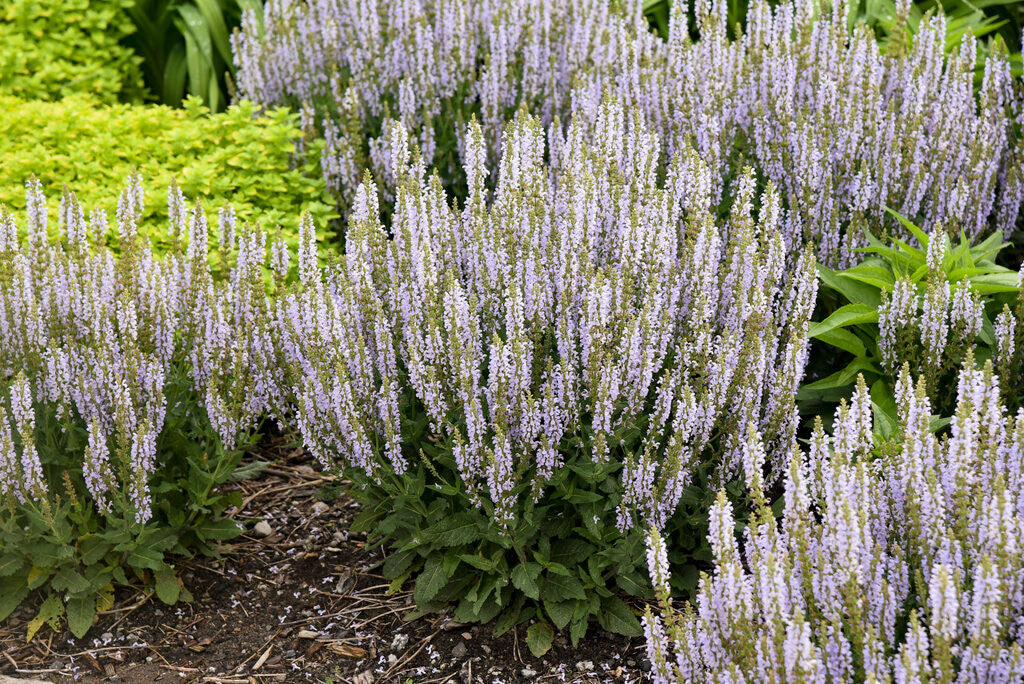 Salvia nemorosa 'Perfect Profusion'