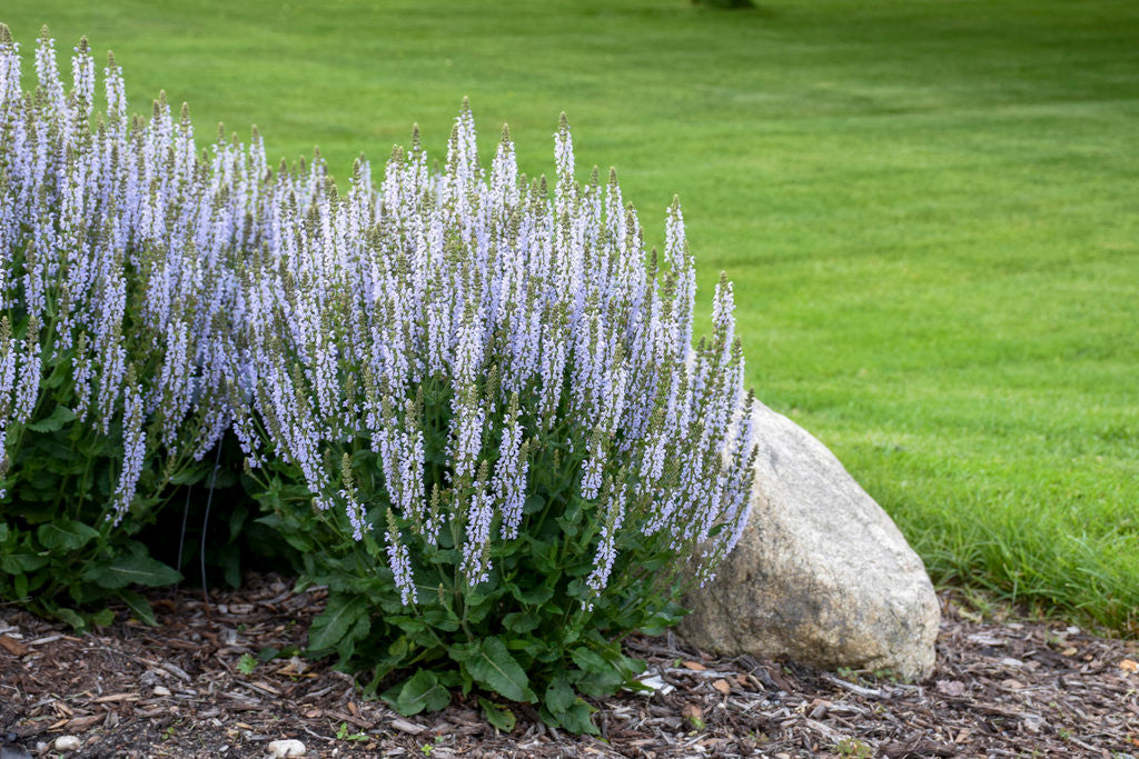 Salvia nemorosa 'Perfect Profusion'