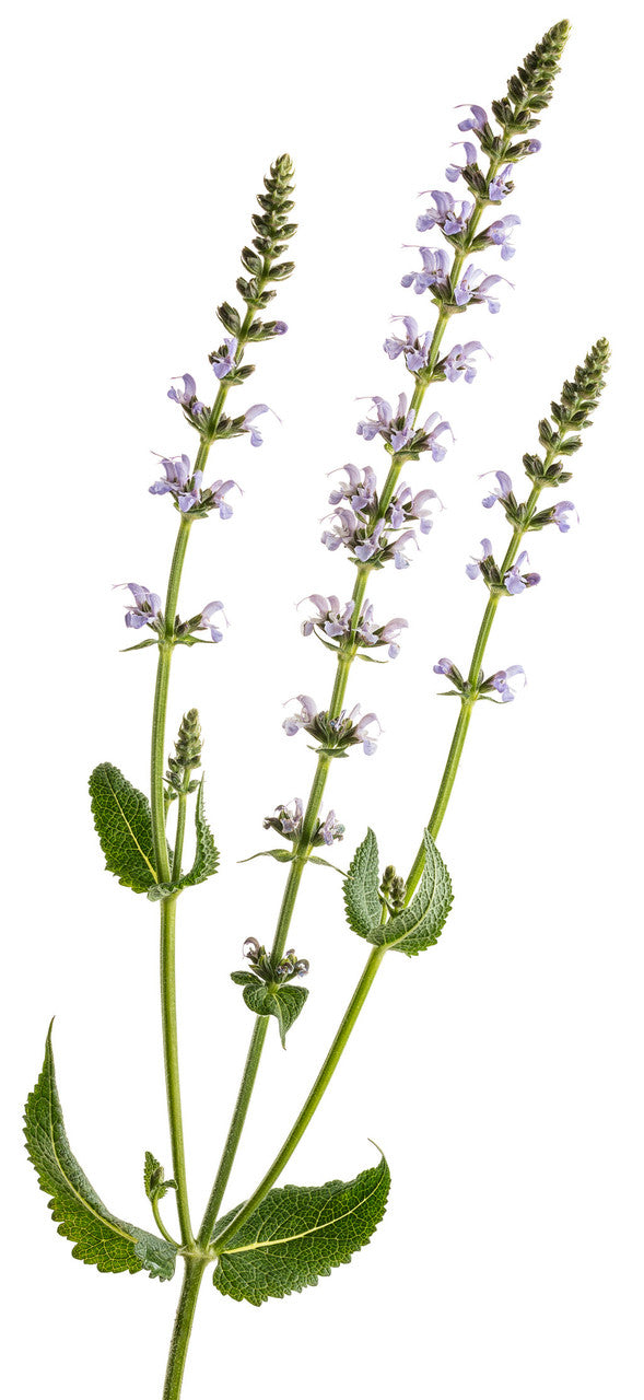 Salvia nemorosa 'Perfect Profusion'