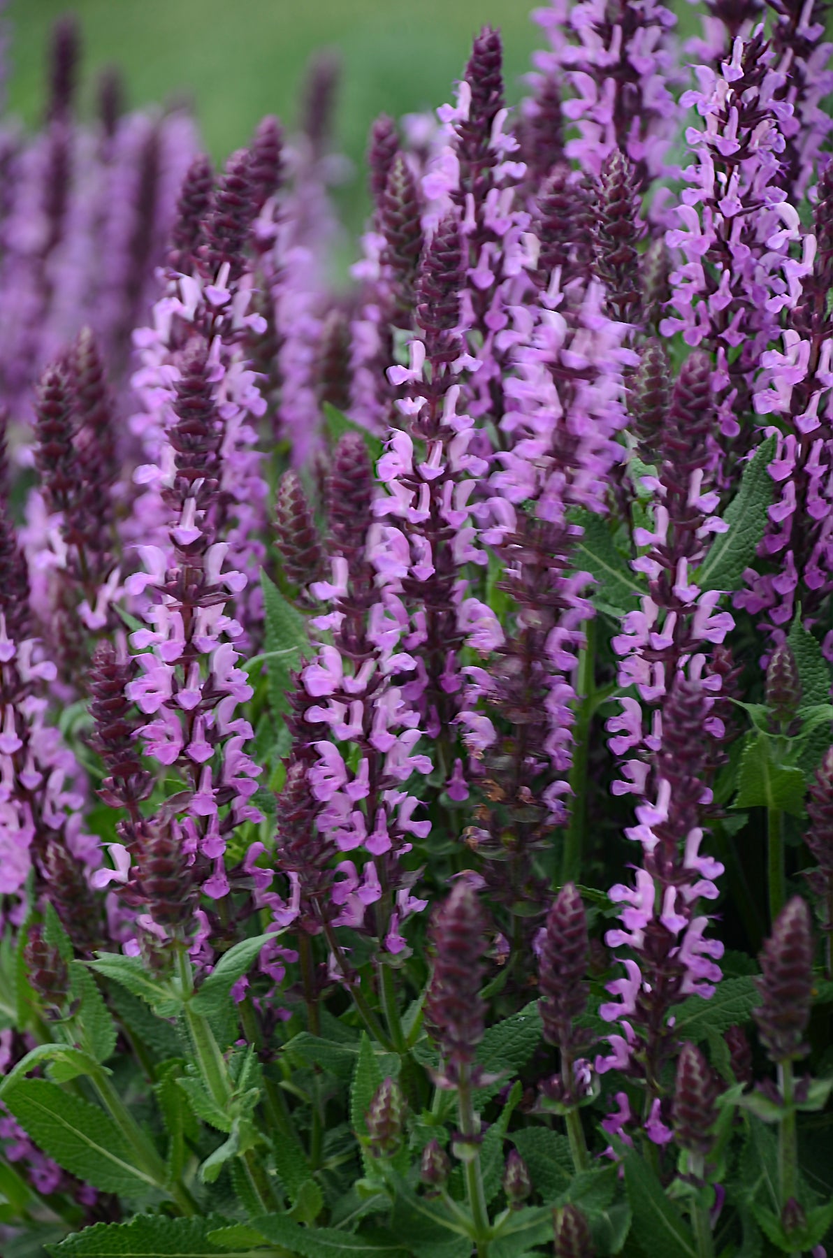 Salvia Nemorosa 'Pink Profusion'