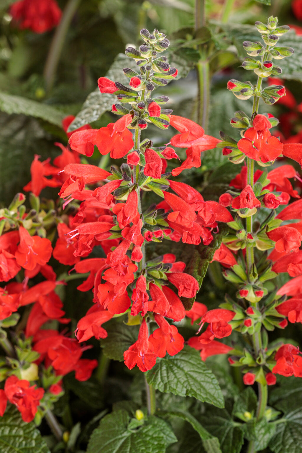 Red flowers with green leaves in a natural setting
