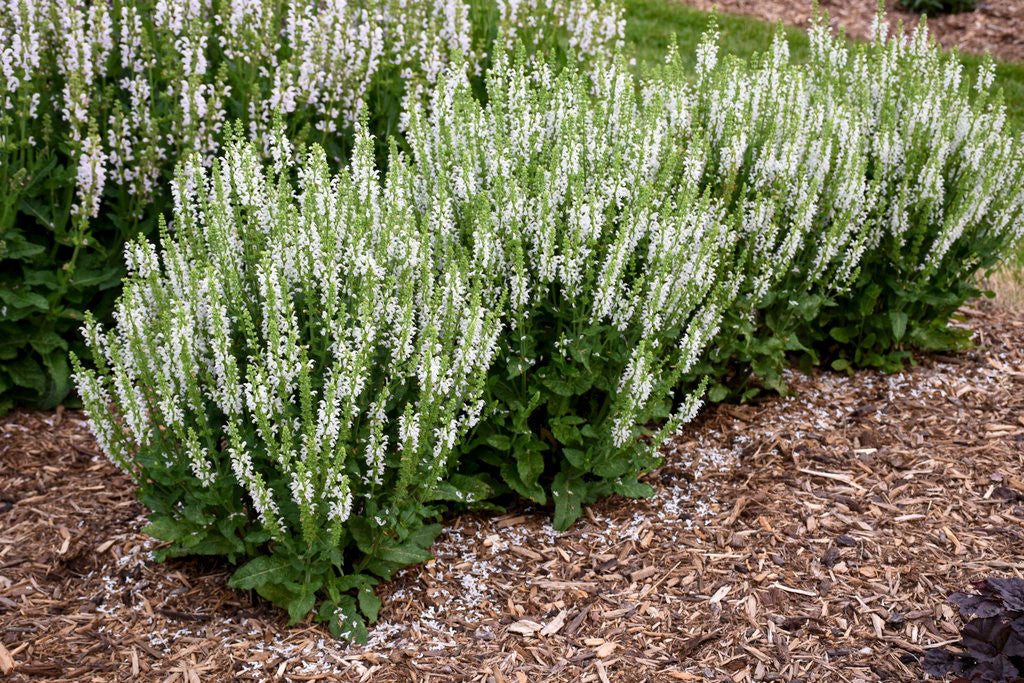 Salvia nemorosa 'White Profusion'