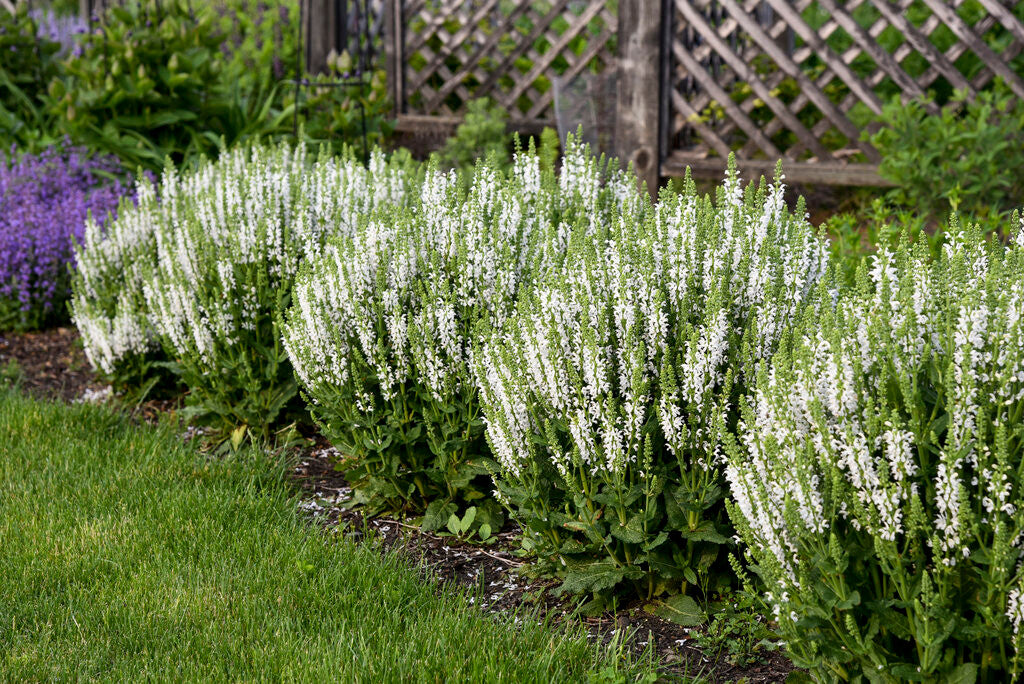 Salvia nemorosa 'White Profusion'