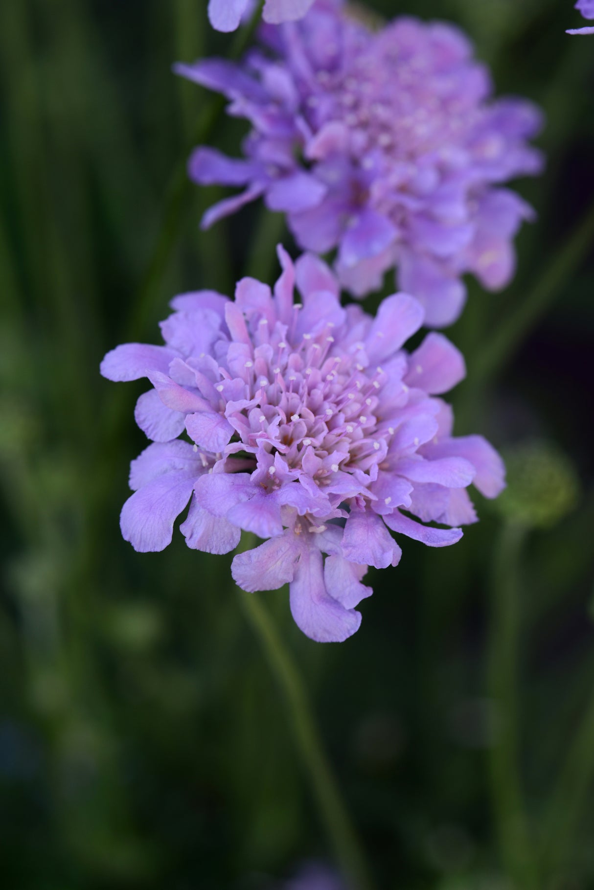 Scabiosa Flutter™ 'Deep Blue'