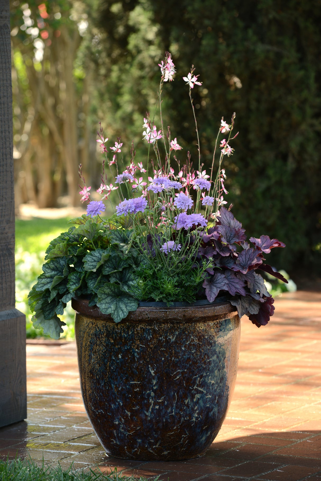 Scabiosa Flutter™ 'Deep Blue'