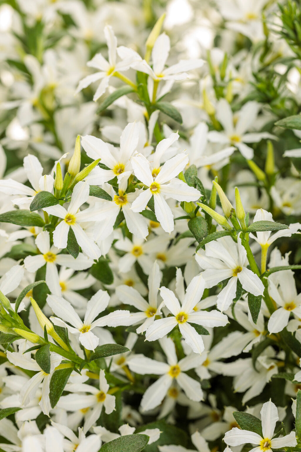 Scaevola aemula 'Stardiva® White'
