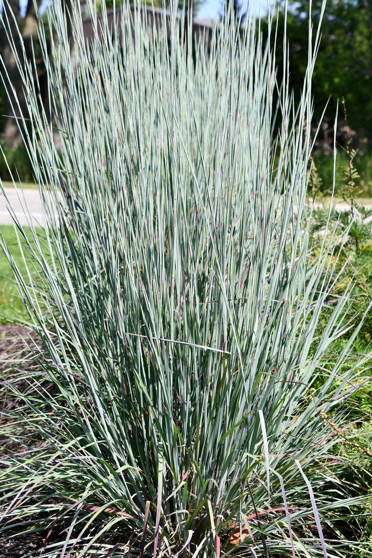 Schizachyrium scoparium 'Sandhill'