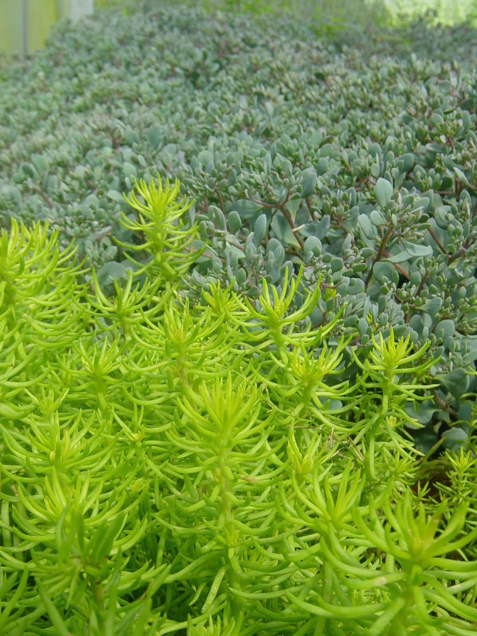 Sedum rupestre 'Angelina'
