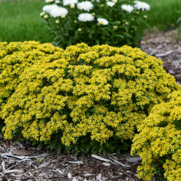 Sedum Rock 'N Round® 'Bright Idea'