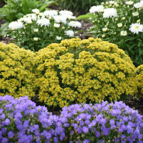 Sedum Rock 'N Round® 'Bright Idea'
