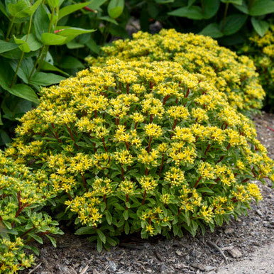 Sedum Hybrid Rock 'N Round® 'Bright Idea'
