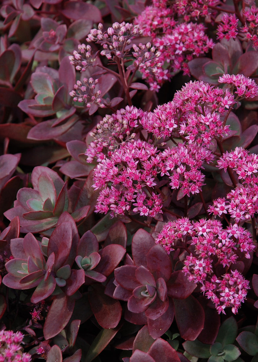 sunsparkler succulent Sedum SunSparkler® Series 'Firecracker' – Romence Gardens & Greenhouses