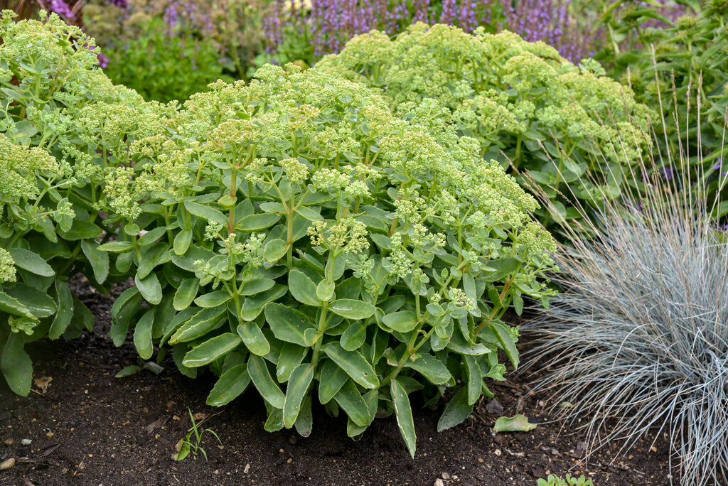 Sedum Hybrid Rock 'N Grow® 'Lemon Jade'