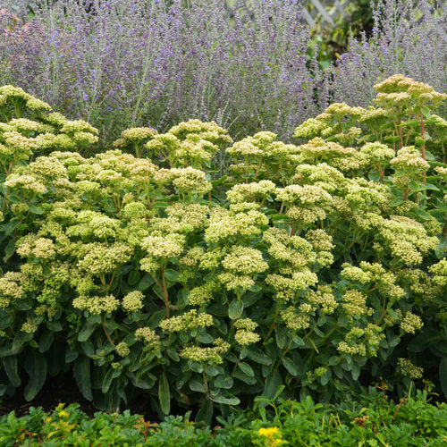 a cluster of green yellow plants planted in between shorter and taller plants