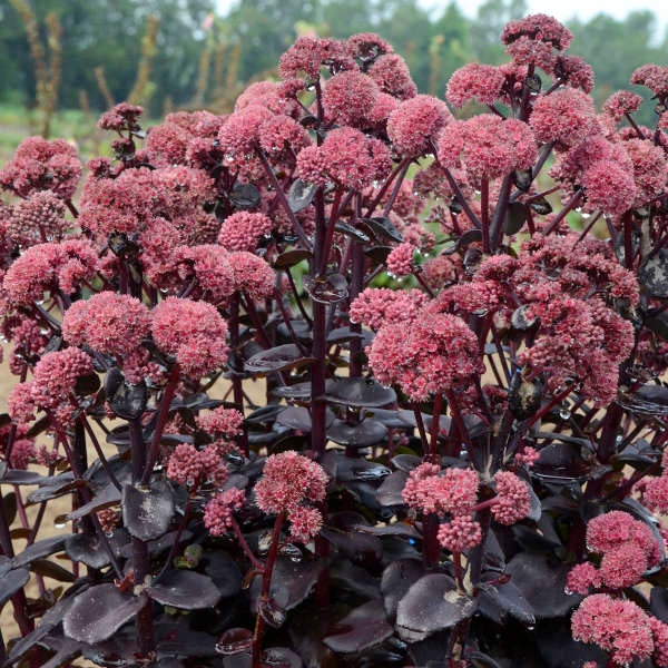 Sedum 'Night Embers'